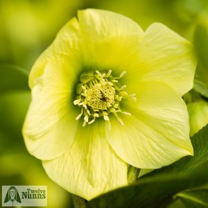 Helleborus x hybridus 'Harvington Single Yellow'