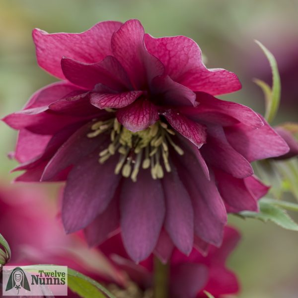 Helleborus x hybridus 'Harvington Double Red'