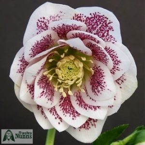 Helleborus x hybridus 'Harvington Double White Speckled'