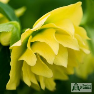 Helleborus x hybridus 'Harvington Double Yellow'