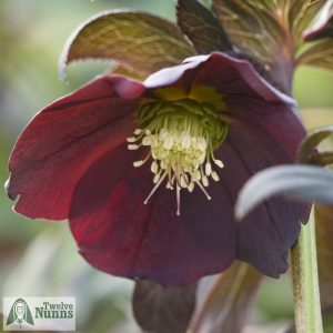 Helleborus x hybridus 'Harvington Single Smokey Blue'