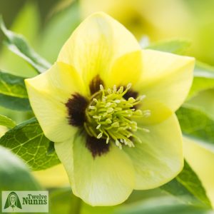 Helleborus x hybridus 'Harvington Single Yellow with Dark Eye'