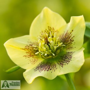 Helleborus x hybridus 'Harvington Single Yellow Speckled'