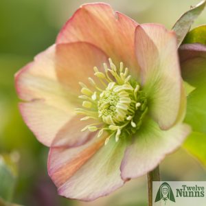 Helleborus x hybridus 'Harvington Single Apricot'