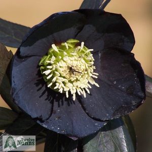 Helleborus x hybridus 'Harvington Single Black'