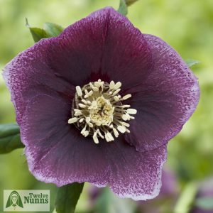 Helleborus x hybridus 'Harvington Single Dusky'