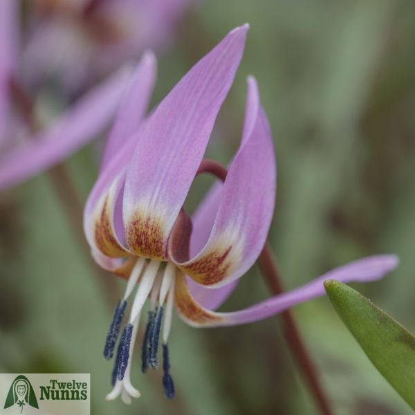 Erythronium dens-canis 'Old Aberdeen'