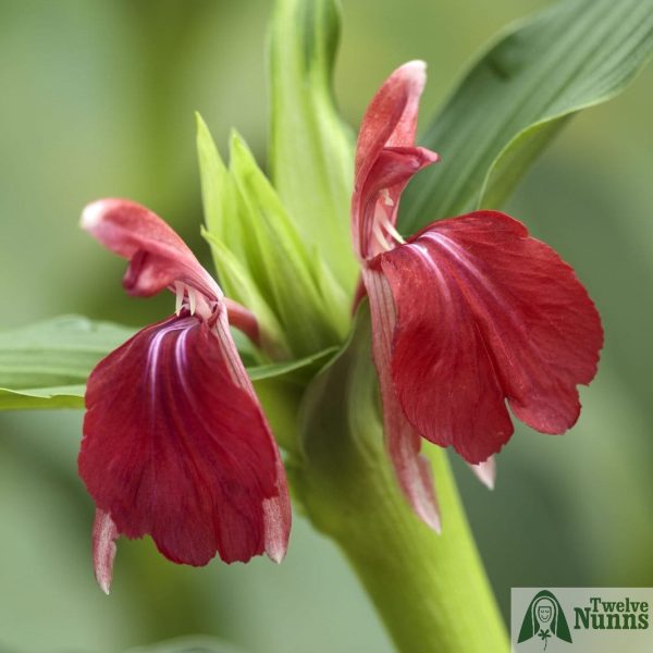 Roscoea ‘Harvington Bethany’