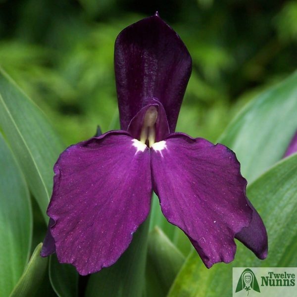 Roscoea 'Harvington Evening Star'