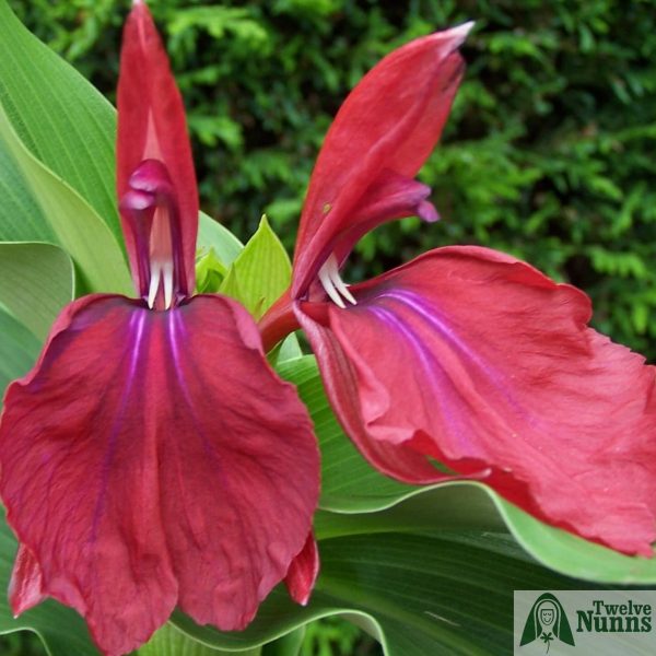 Roscoea 'Harvington Imperial’