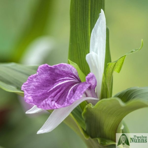 Roscoea ‘Harvington Pippa’