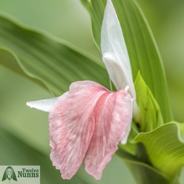 Roscoea ‘Harvington Rose