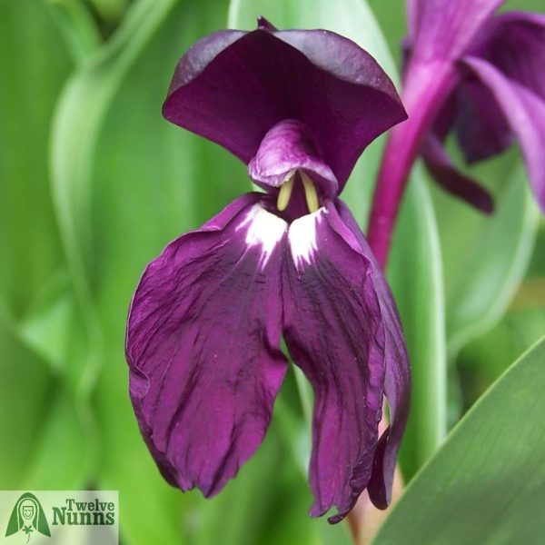 Roscoea ‘Harvington Royale’