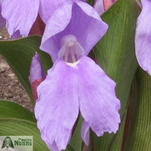 Roscoea 'McBeath's Pink'