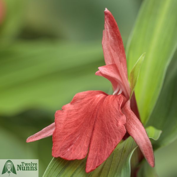 Roscoea ‘Red Gurkha’ AGM