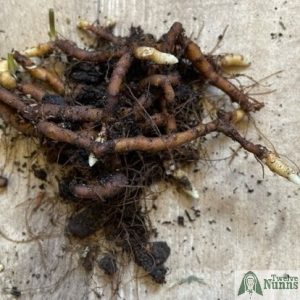 Anemone Rhizome Bundle