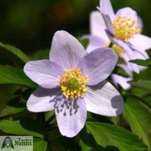 Anemone nemorosa 'Robinsoniana' AGM