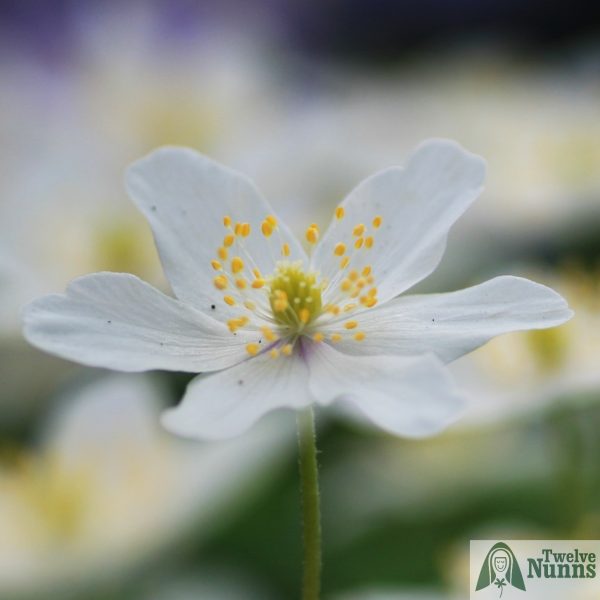 Anemone nemorosa 'Wisley Selection' AGM