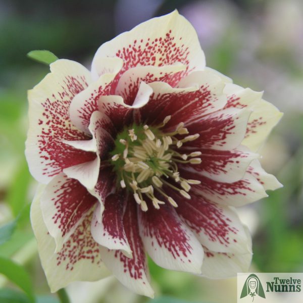 Helleborus x hybridus 'Harvington Double Cream Speckled'