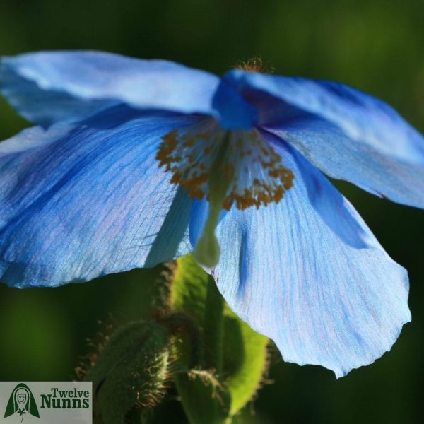 Meconopsis sheldonii 'Slieve Donard' (AGM)