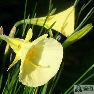 Narcissus bulbocodium var.citrinus