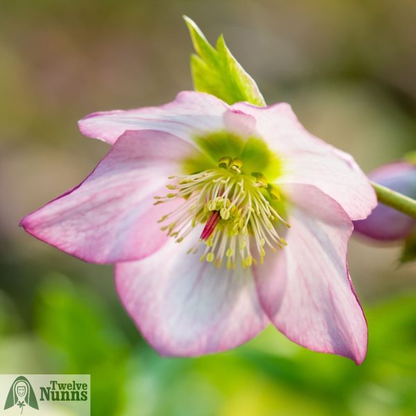 Helleborus hybridus 'Harvington Rebekah'